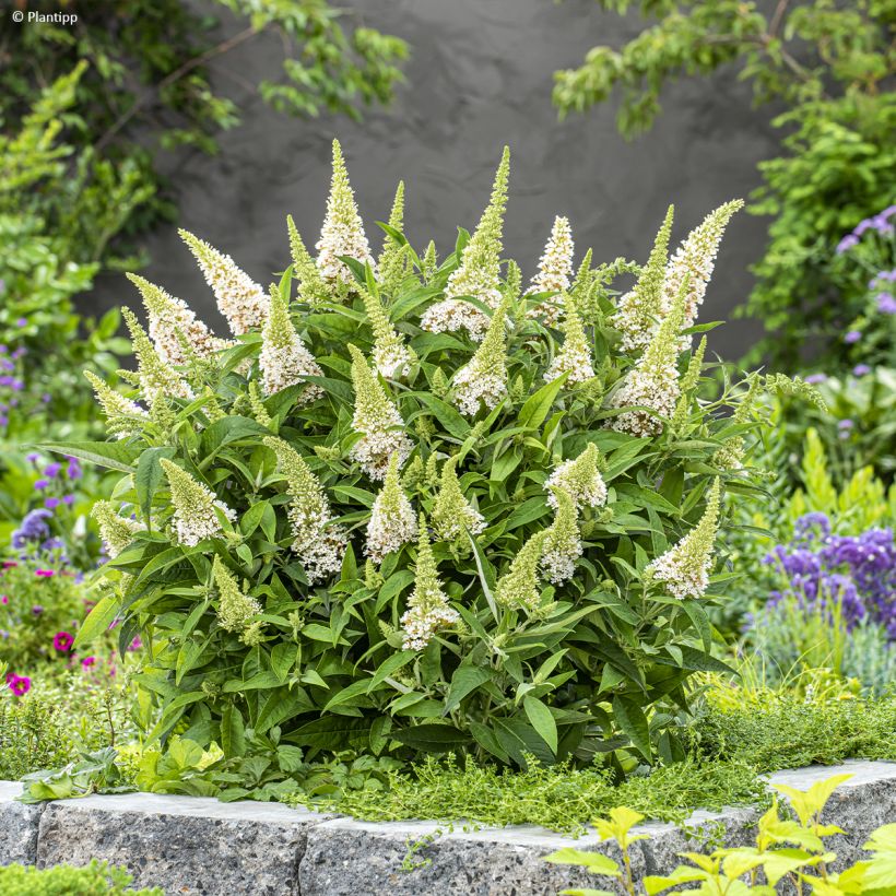 Buddleja davidii Butterfly Candy Little White - Arbre aux papillons nain (Port)