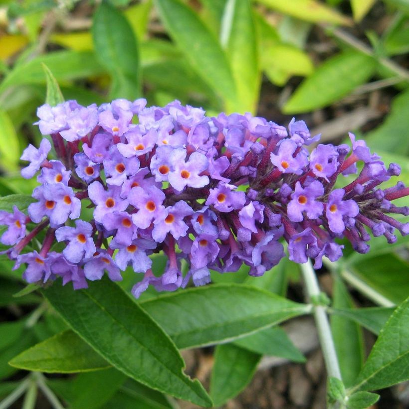 Buddleja Flutterby Peace - Arbre aux papillons (Floraison)