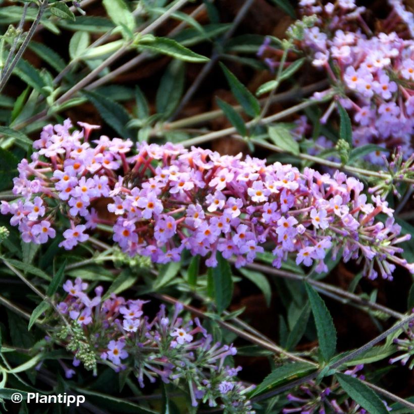 Buddleia Free Petite Lavender Flow - Arbre aux papillons (Floraison)