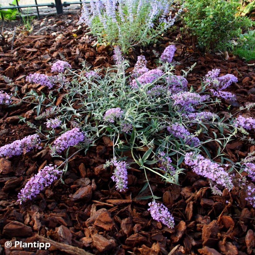 Buddleia Free Petite Lavender Flow - Arbre aux papillons (Port)