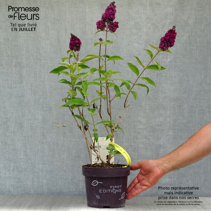 Spécimen de Buddleja Funky Fuchsia - Arbre aux papillons Pot de 2L/3L tel que livré en été