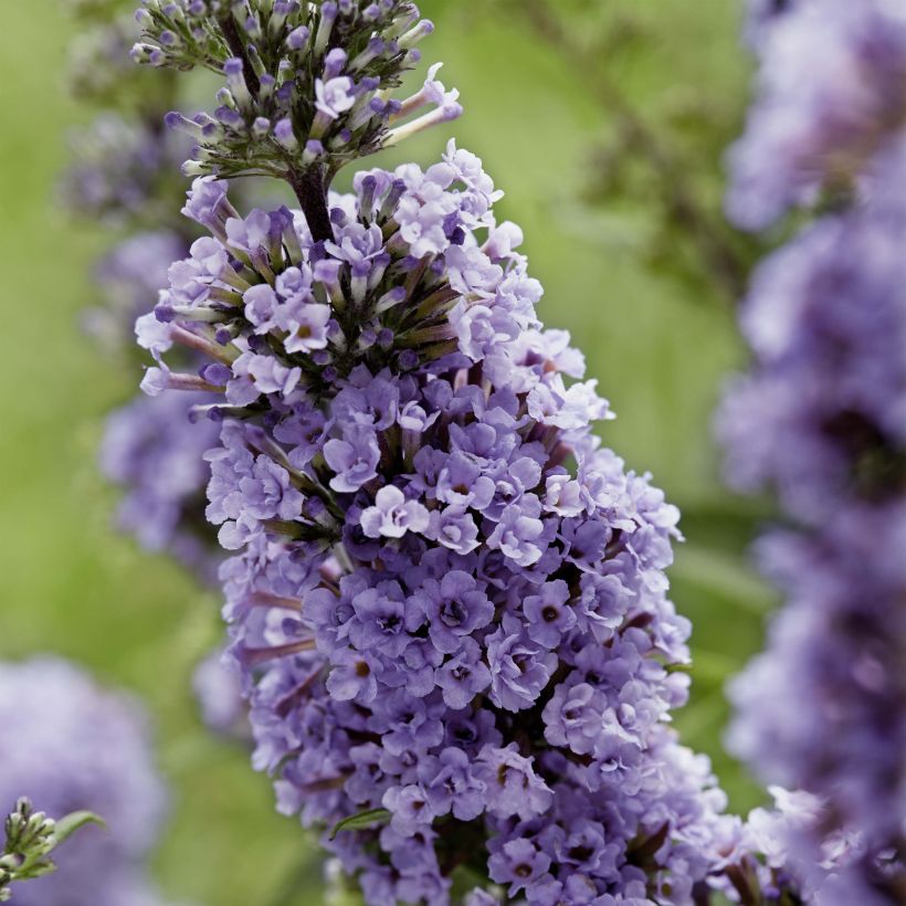 Buddleja High Five Purple - Arbre aux papillons (Floraison)