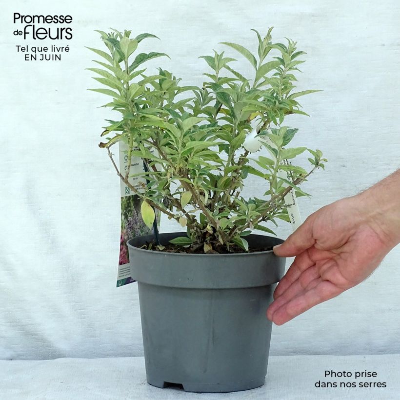 Spécimen de Buddleja High Five Purple - Arbre aux papillons Pot de 2L/3L tel que livré en été