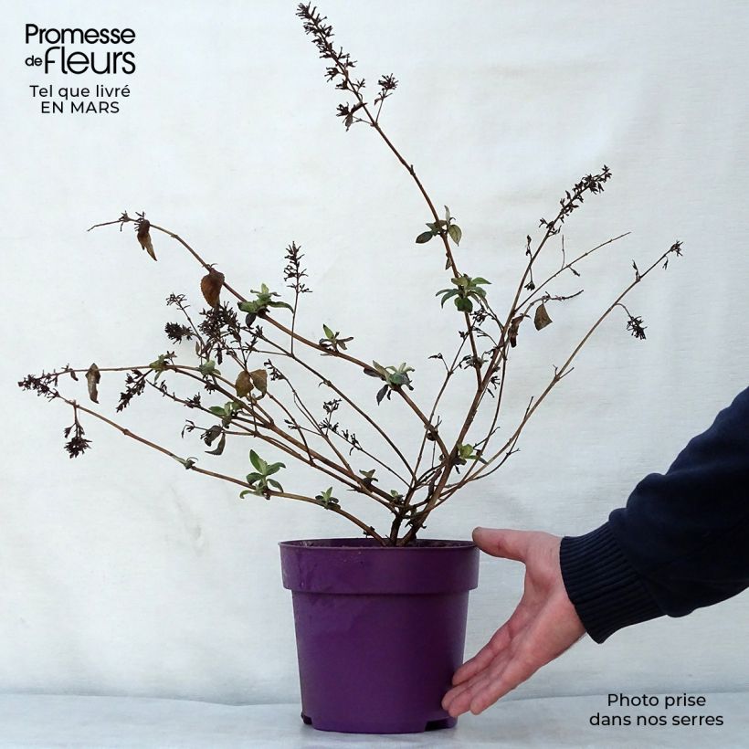 Spécimen de Buddleja High Five Purple - Arbre aux papillons Pot de 2L/3L tel que livré au printemps