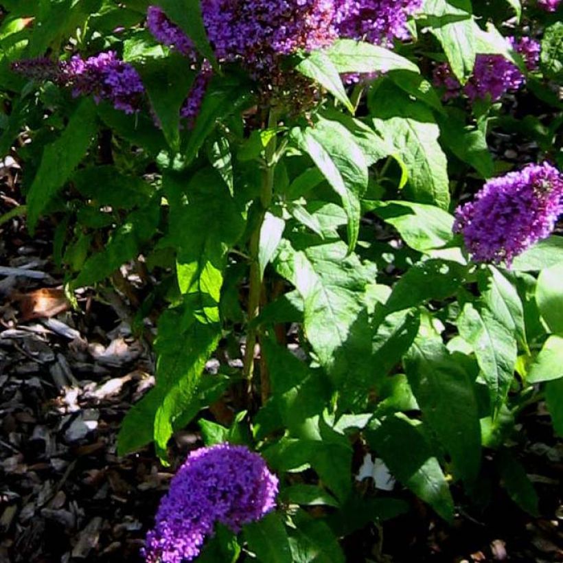 Buddleja Peacock - Arbre aux papillons (Feuillage)