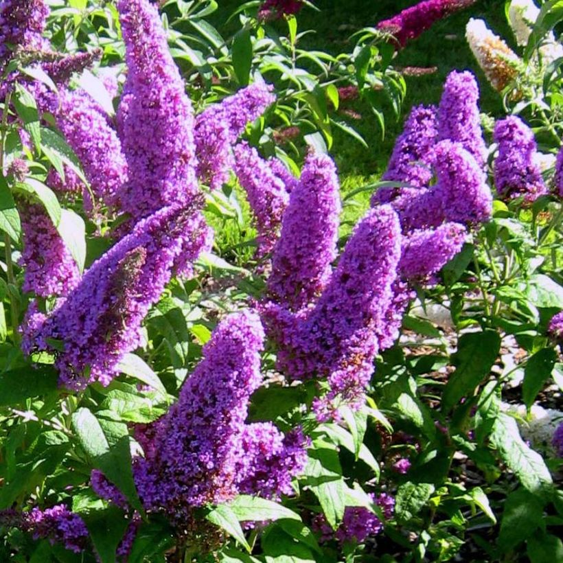 Buddleja Peacock - Arbre aux papillons (Floraison)