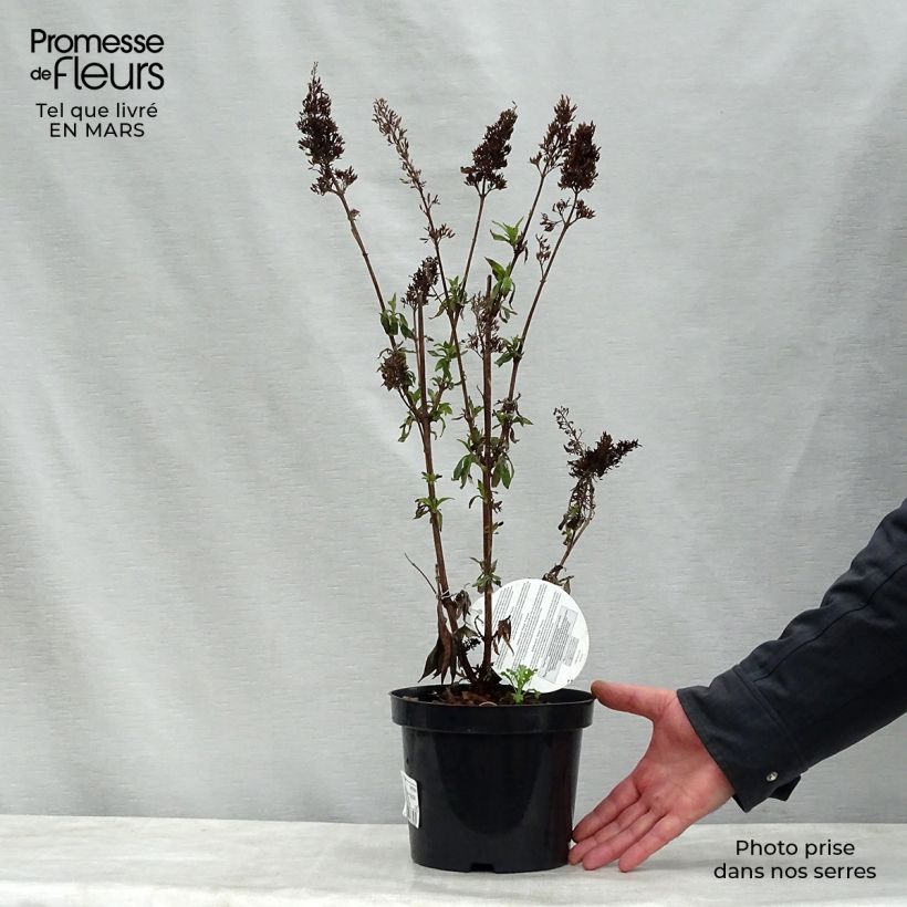 Spécimen de Buddleja Peacock - Arbre aux papillons Pot de 3L/4L tel que livré au printemps