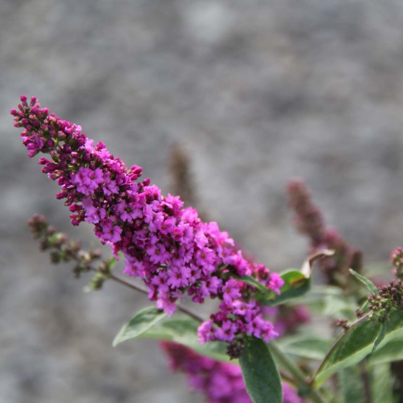 Buddleja Pink Micro Chip - Arbre aux papillons nain (Floraison)