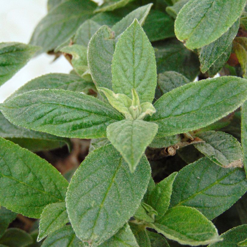 Buddleja Pink Micro Chip - Arbre aux papillons nain (Feuillage)