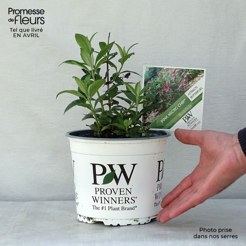 Spécimen de Buddleja Pink Micro Chip - Arbre aux papillons nain Pot de 3L/4L tel que livré au printemps