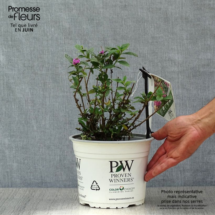 Spécimen de Buddleja Pink Micro Chip - Arbre aux papillons nain Pot de 3L/4L tel que livré en été