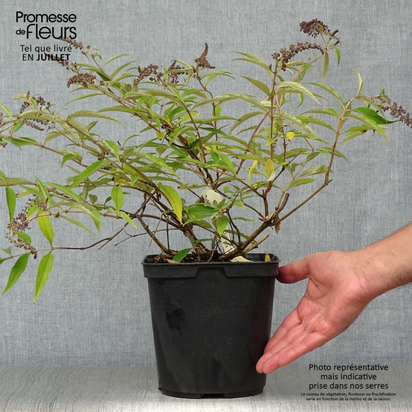 Spécimen de Buddleja Wisteria Lane - Arbre à papillons tel que livré en ete