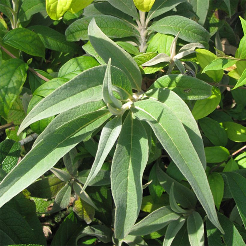 Buddleja colvilei - Arbre aux papillons (Feuillage)