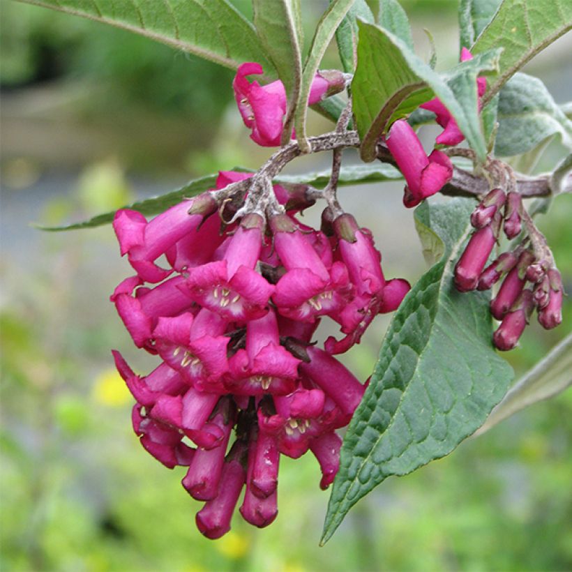 Buddleja colvilei - Arbre aux papillons (Floraison)