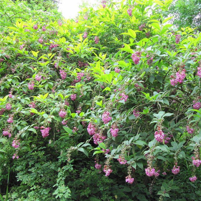 Buddleja colvilei - Arbre aux papillons (Port)