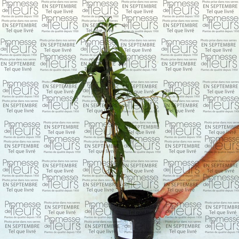 Exemple de spécimen de Buddleja colvilei - Arbre aux papillons tel que livré