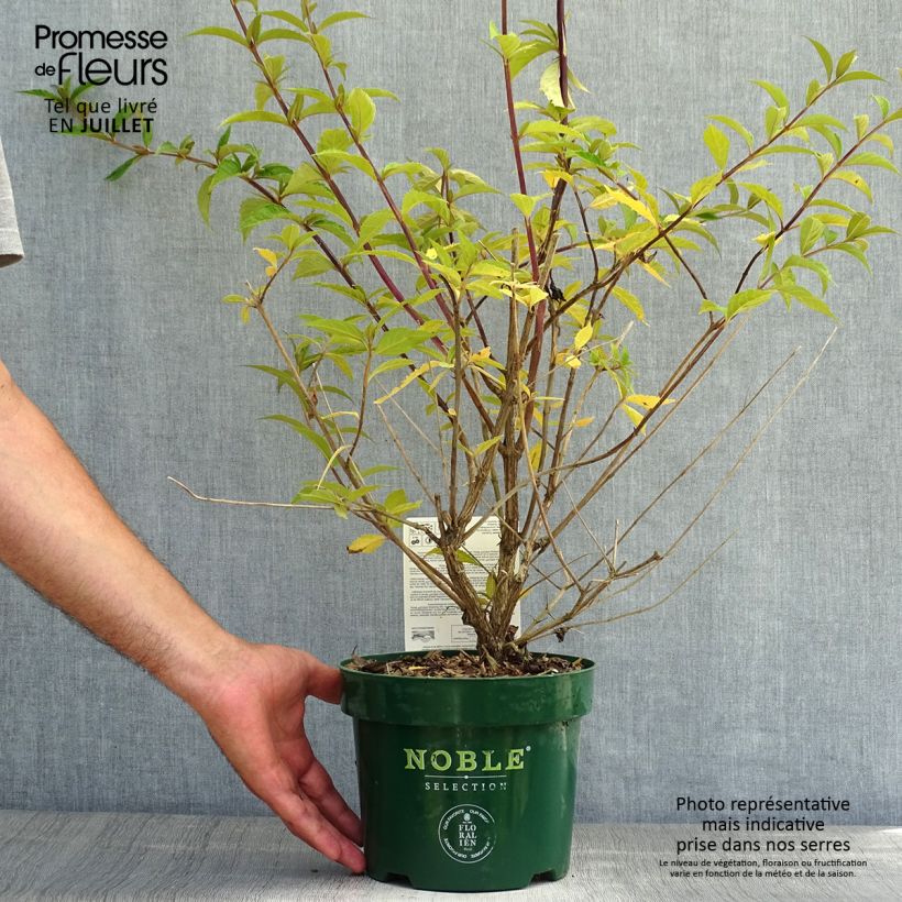 Spécimen de Buddleja davidii Argus Velvet Pot de 3L/4L tel que livré en été