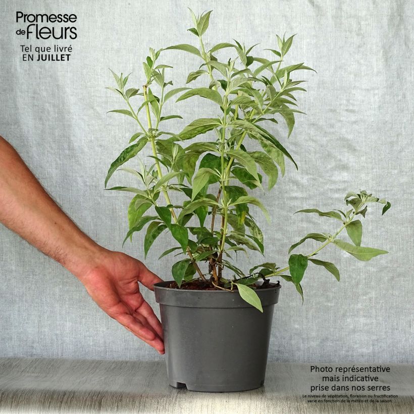 Spécimen de Buddleja davidii Argus White - Arbre aux papillons Pot de 3L/4L tel que livré en été