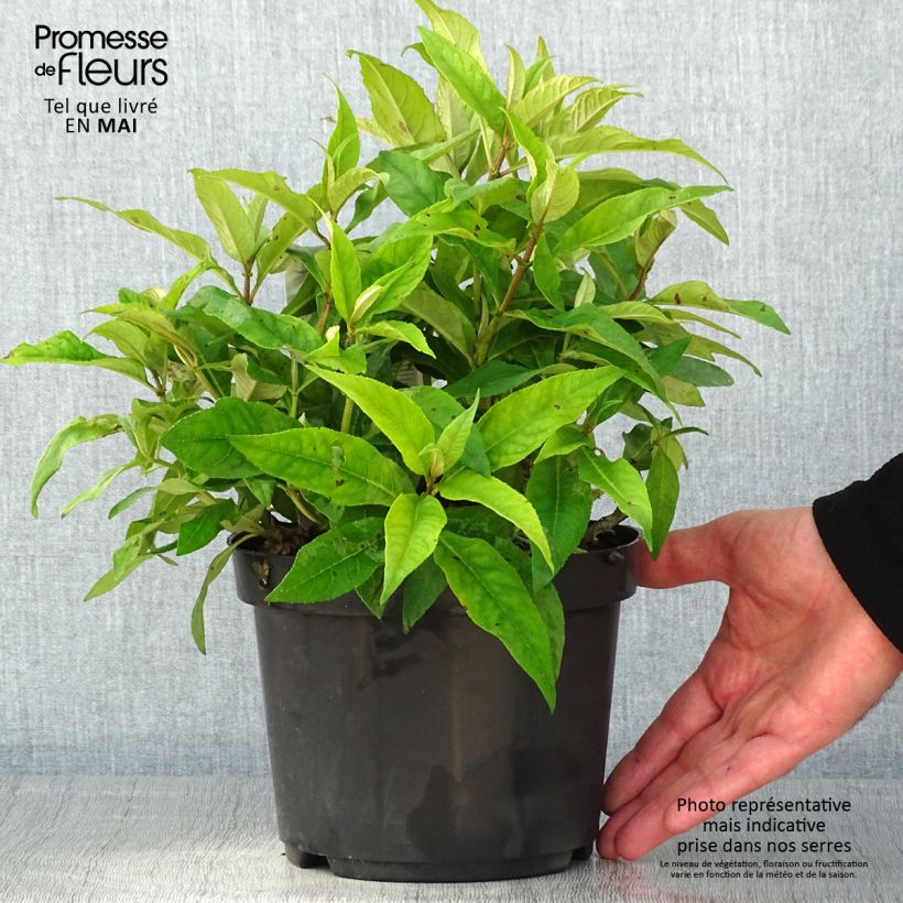 Spécimen de Buddleja davidii Butterfly Candy Little Pink - Arbre aux papillons nain Pot de 3L/4L tel que livré au printemps
