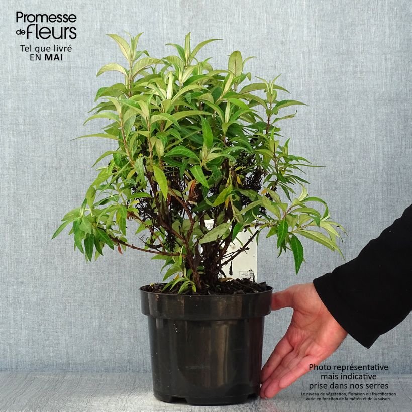 Spécimen de Buddleja davidii Butterfly Candy Little Lila - Arbre aux papillons nain Pot de 3L/4L tel que livré au printemps