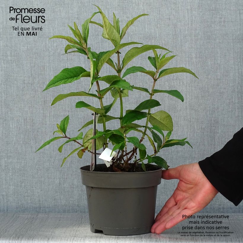 Spécimen de Buddleja davidii Butterfly Candy Little Ruby - Arbre aux papillons nain Pot de 3L/4L tel que livré au printemps