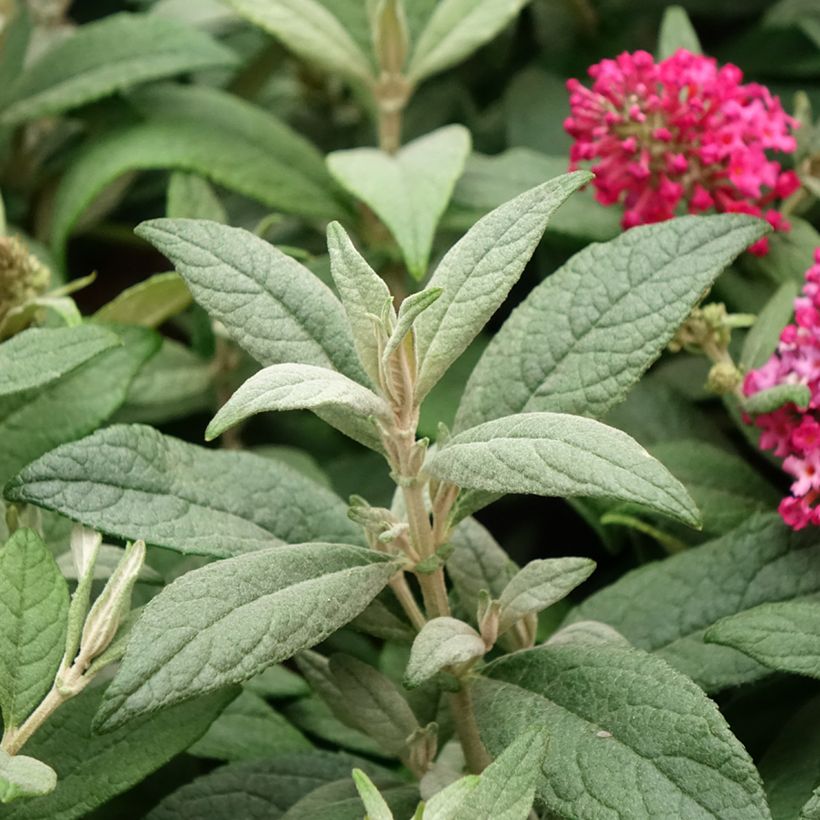Buddleja davidii Butterfly Candy Little Ruby - Arbre aux papillons nain (Feuillage)