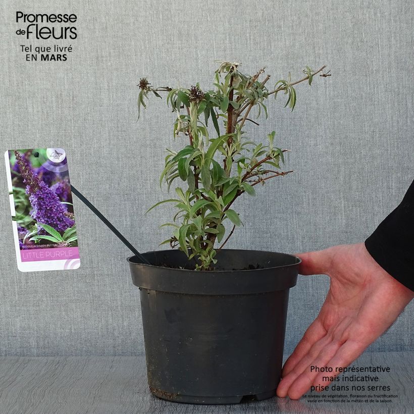 Spécimen de Buddleja davidii Butterfly CandyLittle Purple - Arbre aux papillons nain tel que livré en hiver