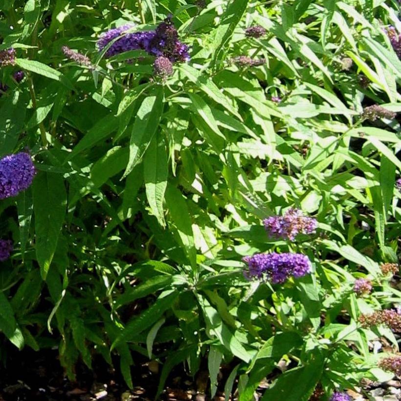 Buddleja davidii Camberwell Beauty - Arbre aux papillons (Feuillage)