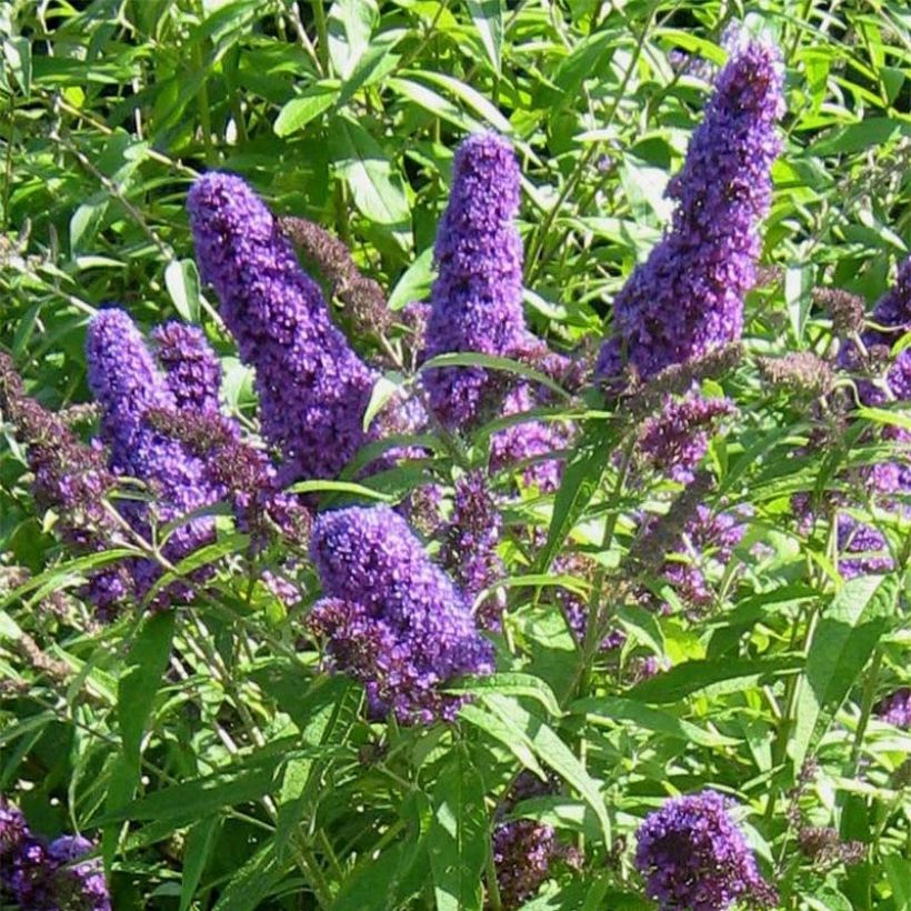 Buddleja davidii Camberwell Beauty - Arbre aux papillons (Floraison)