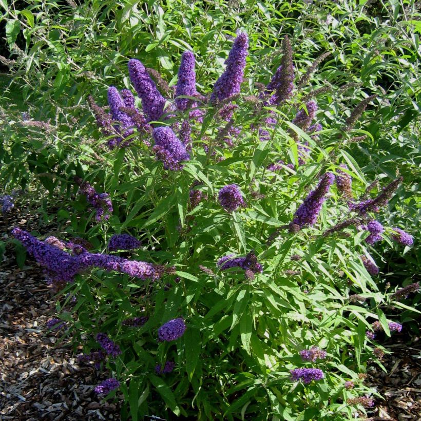 Buddleja davidii Camberwell Beauty - Arbre aux papillons (Port)