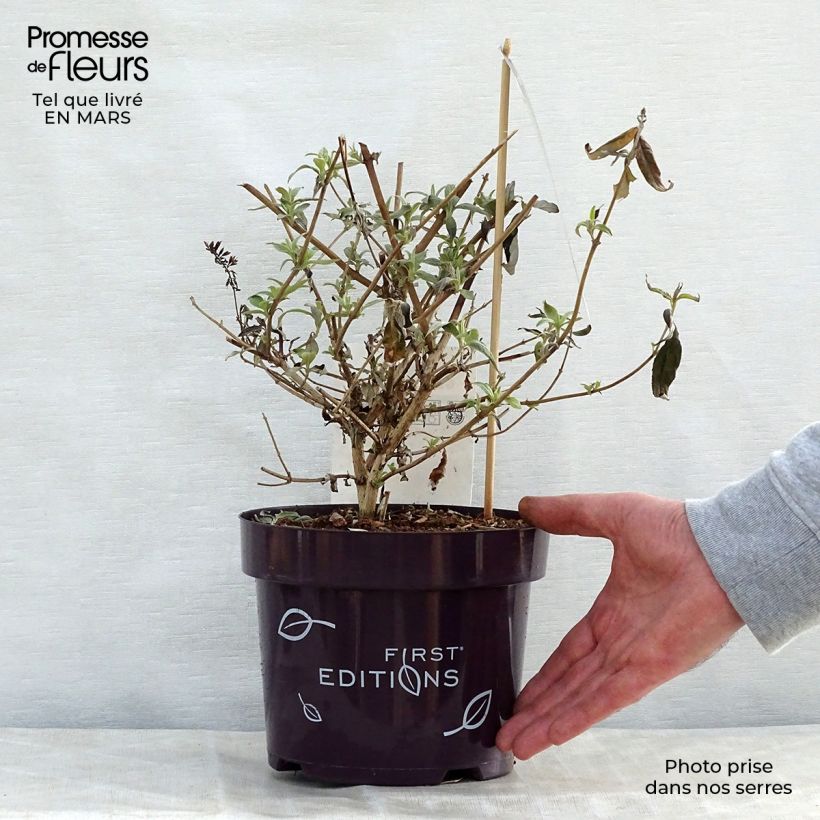 Spécimen de Buddleja davidii Groovy Grape - Arbre à papillons en pot de 3/4L tel que livré au printemps