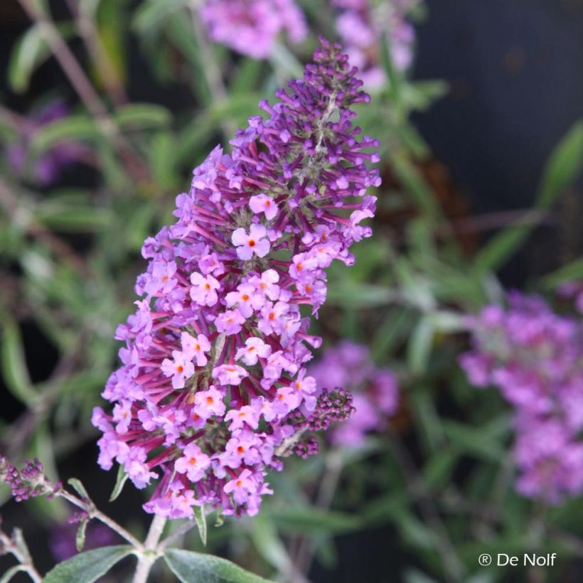 Buddleia davidii Sophie - Arbre à papillons (Floraison)