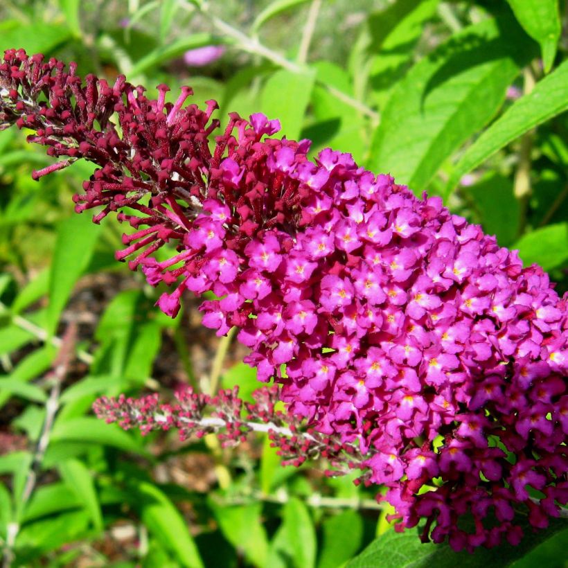 Buddleja davidii Sugar Plum - Arbre aux papillons (Floraison)