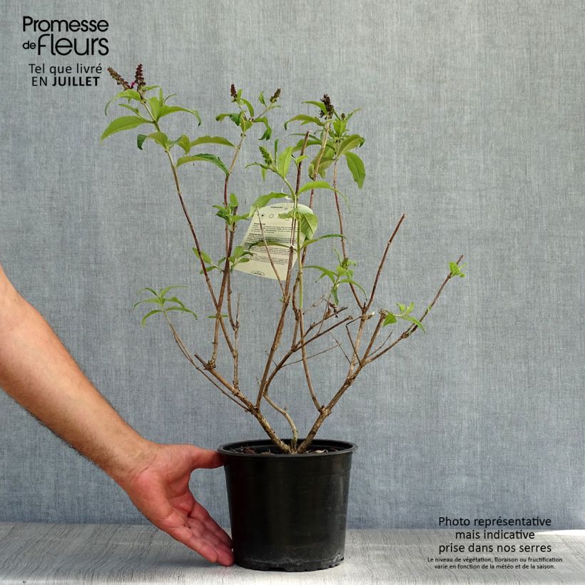 Spécimen de Buddleja davidii Sugar Plum - Arbre aux papillons Pot de 3L/4L tel que livré en été