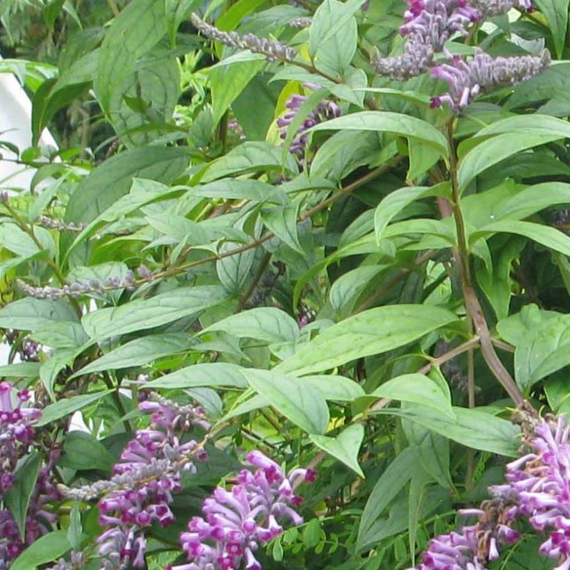 Buddleja lindleyana - Arbre aux papillons de Lindley (Feuillage)