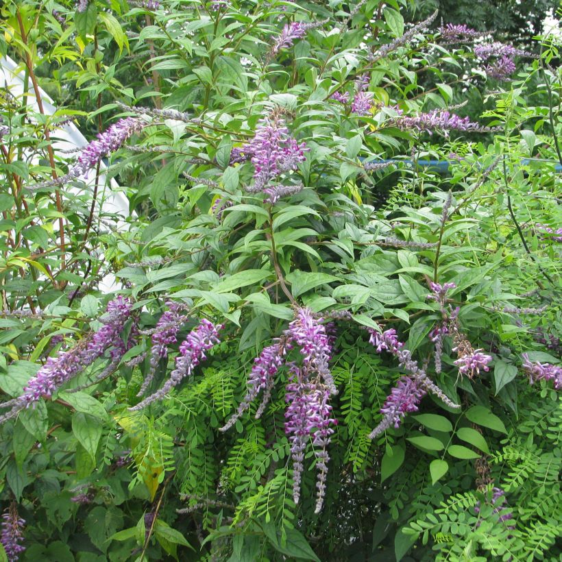 Buddleja lindleyana - Arbre aux papillons de Lindley (Port)