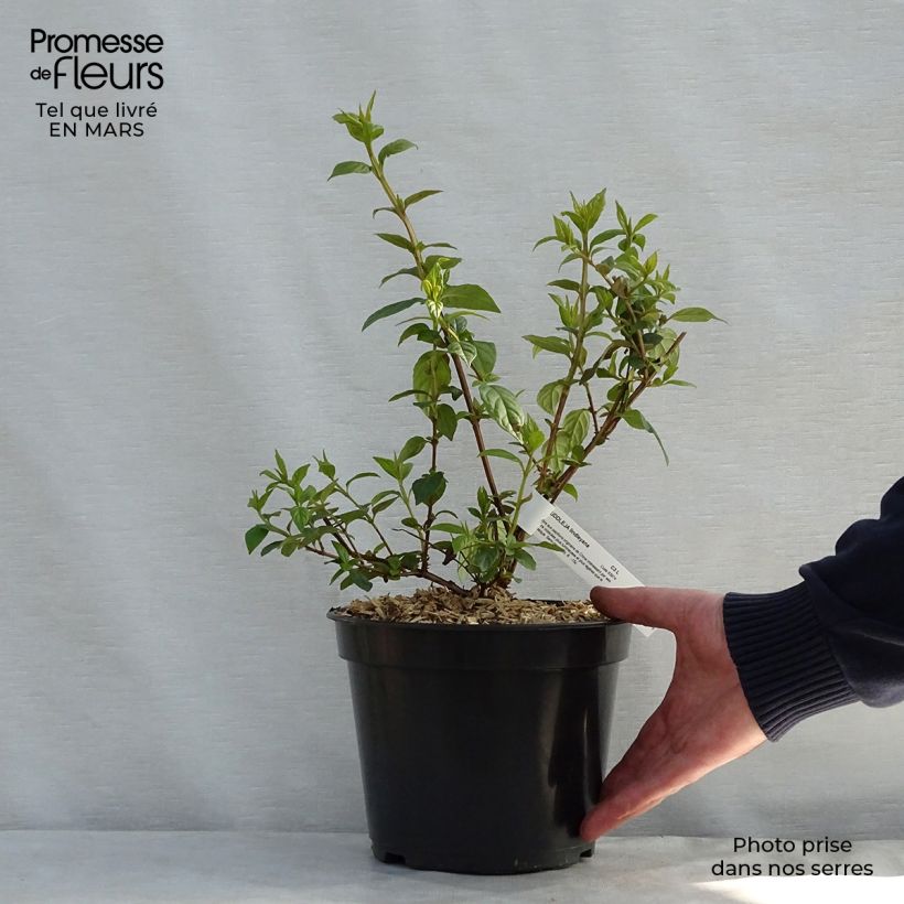Spécimen de Buddleja lindleyana - Arbre aux papillons de Lindley Pot de 4L/5L tel que livré au printemps