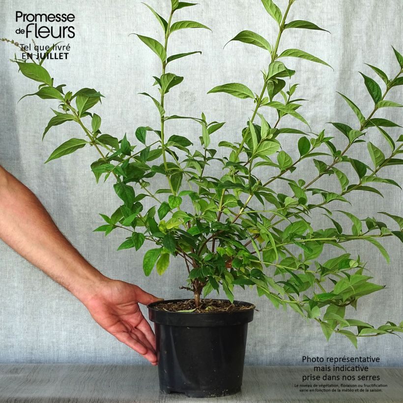 Spécimen de Buddleja lindleyana - Arbre aux papillons de Lindley tel que livré en ete