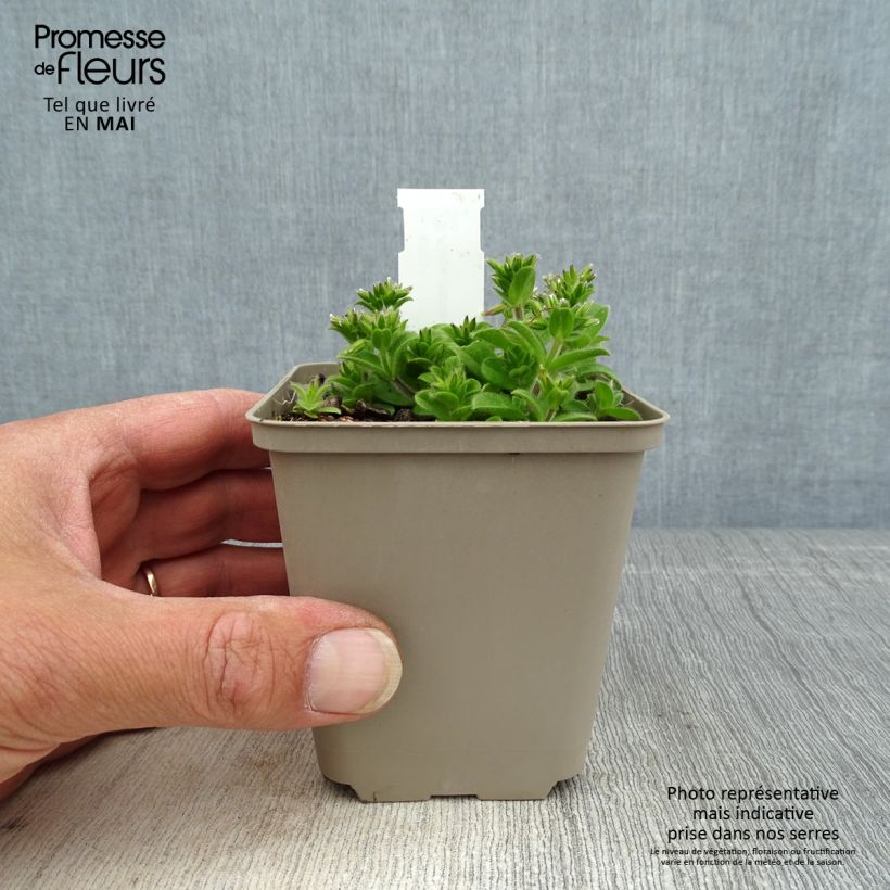 Spécimen de Bugle incisé - Ajuga incisa Frosted Jade Godet de 9cm tel que livré au printemps