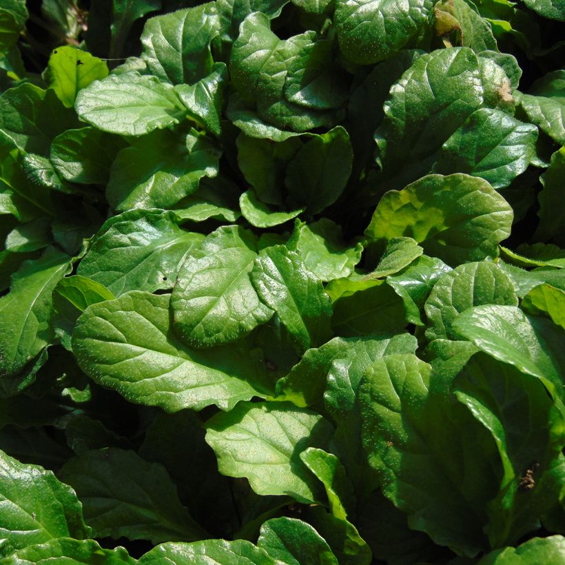 Bugle rampante - Ajuga reptans (Feuillage)