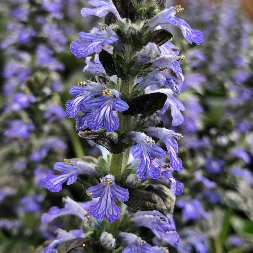 Bugle rampante - Ajuga reptans Atropurpurea (Floraison)