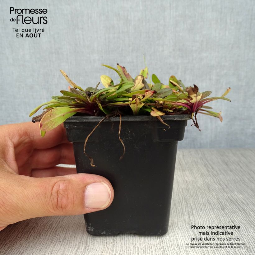 Spécimen de Bugle rampante - Ajuga reptans Atropurpurea  tel que livré en ete