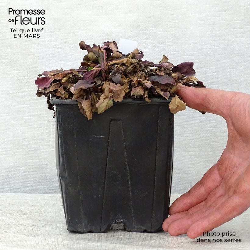 Spécimen de Bugle rampante - Ajuga reptans Atropurpurea en pot de 2/3L tel que livré au printemps