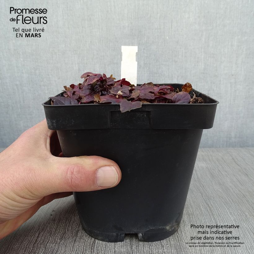 Spécimen de Bugle rampante - Ajuga reptans Atropurpurea  tel que livré en hiver