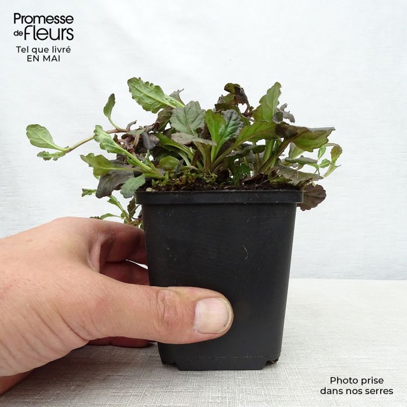 Spécimen de Bugle rampante - Ajuga reptans Black Scallop Godet de 9cm tel que livré au printemps