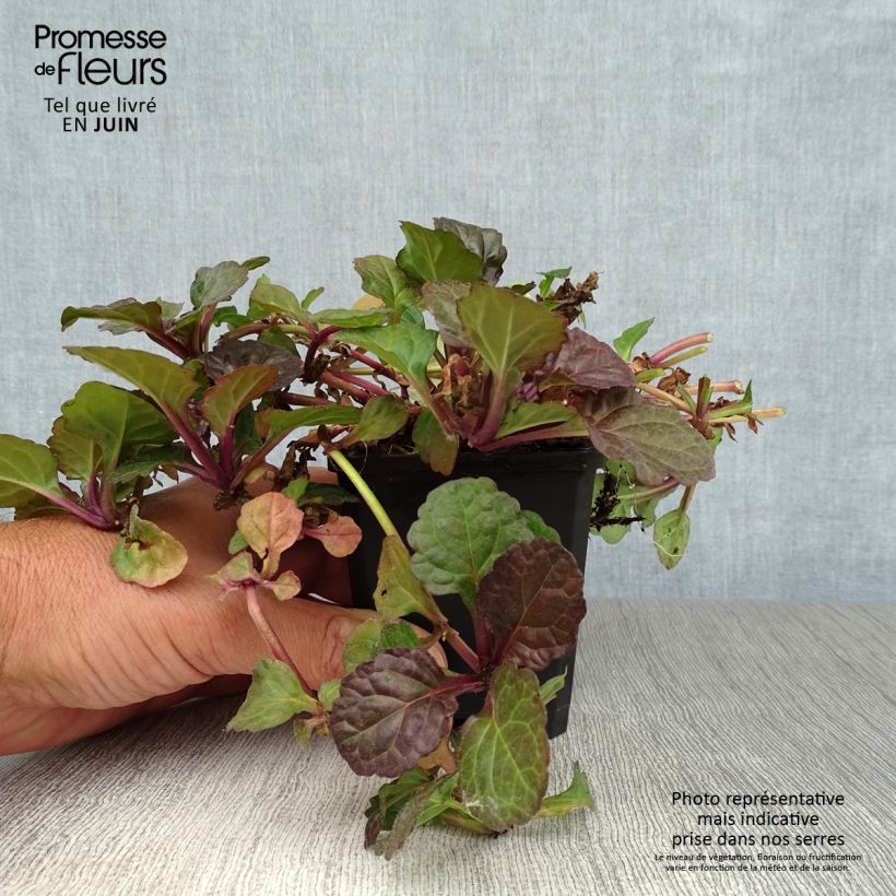 Spécimen de Bugle rampante - Ajuga reptans Black Scallop Godet de 8/9 cm tel que livré en été