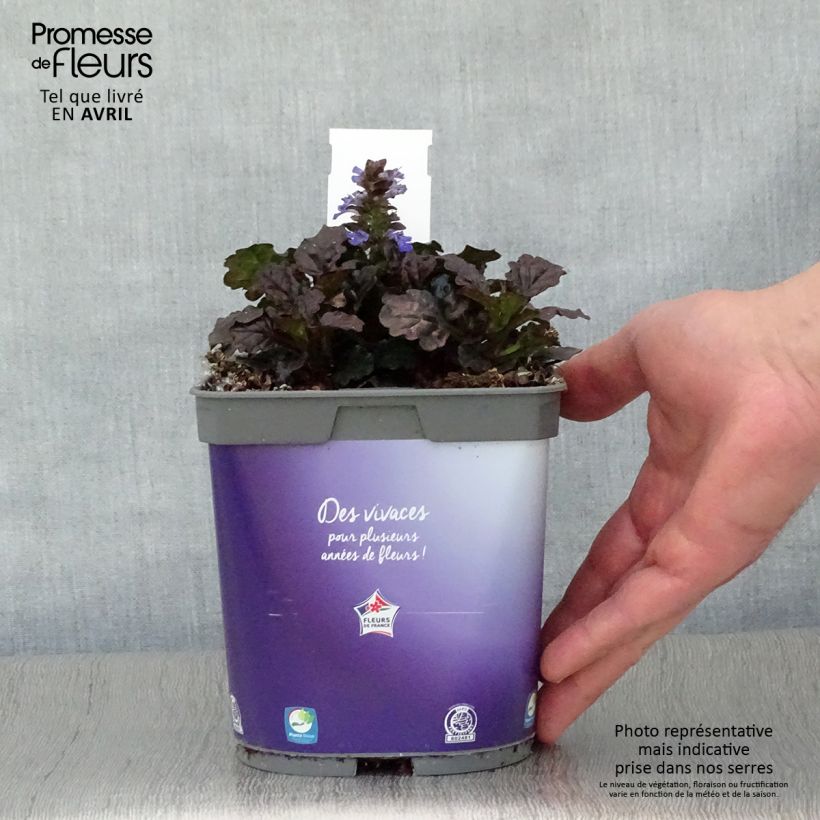 Spécimen de Bugle rampante - Ajuga reptans Black Scallop Pot de 2L/3L tel que livré au printemps
