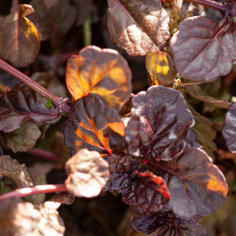 Bugle rampante - Ajuga reptans Black Scallop (Feuillage)