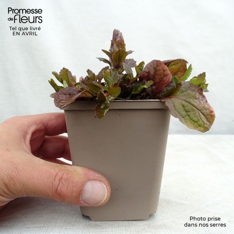 Spécimen de Bugle rampante, Ajuga reptans Braunherz Godet de 8/9 cm tel que livré au printemps