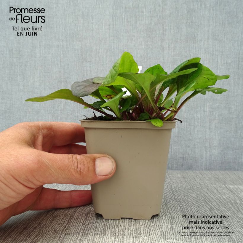 Spécimen de Bugle rampante, Ajuga reptans Braunherz Godet de 8/9 cm tel que livré en été